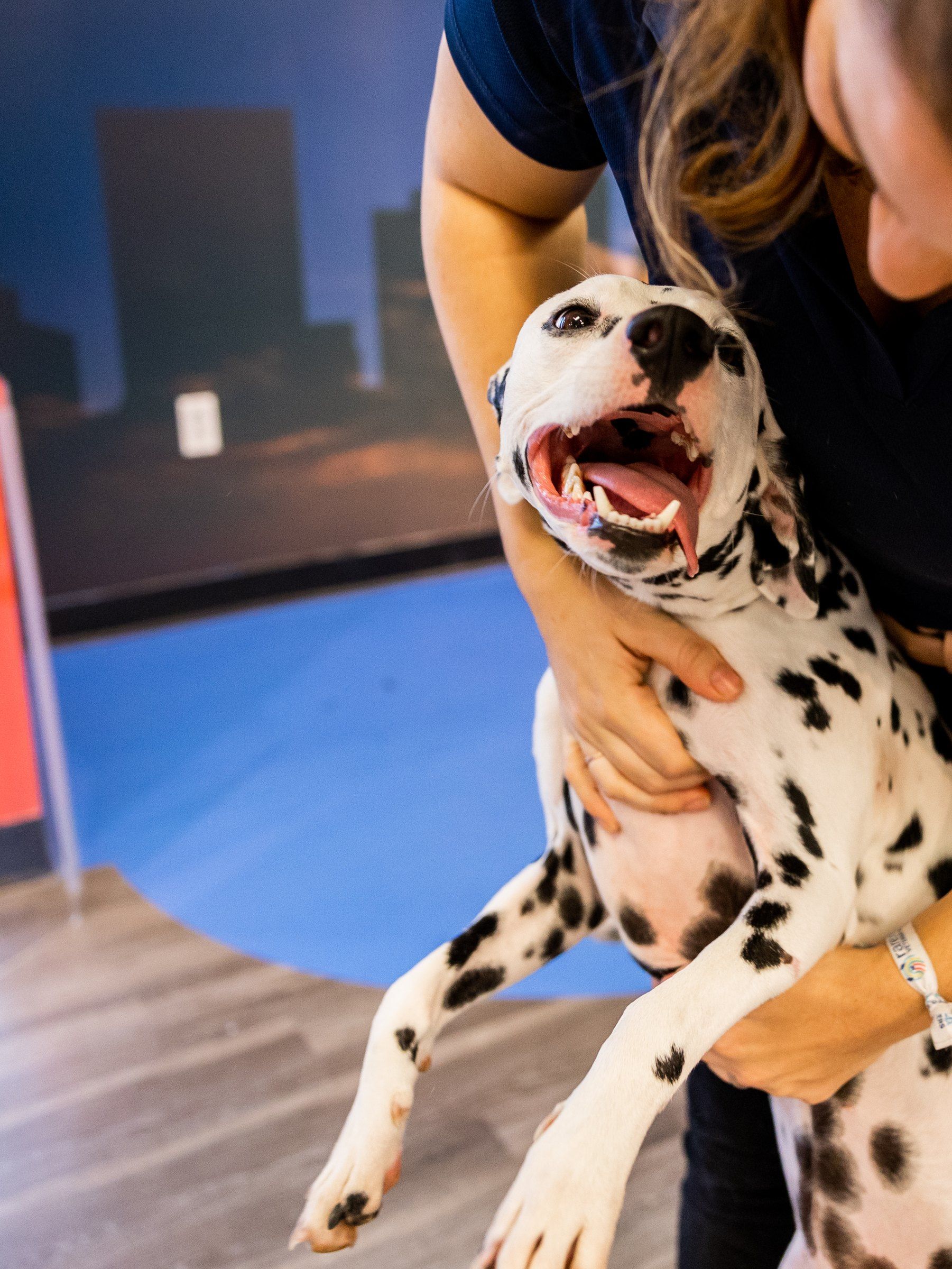 A staff member lifts a delighted Dalmatian at the pop-up.
