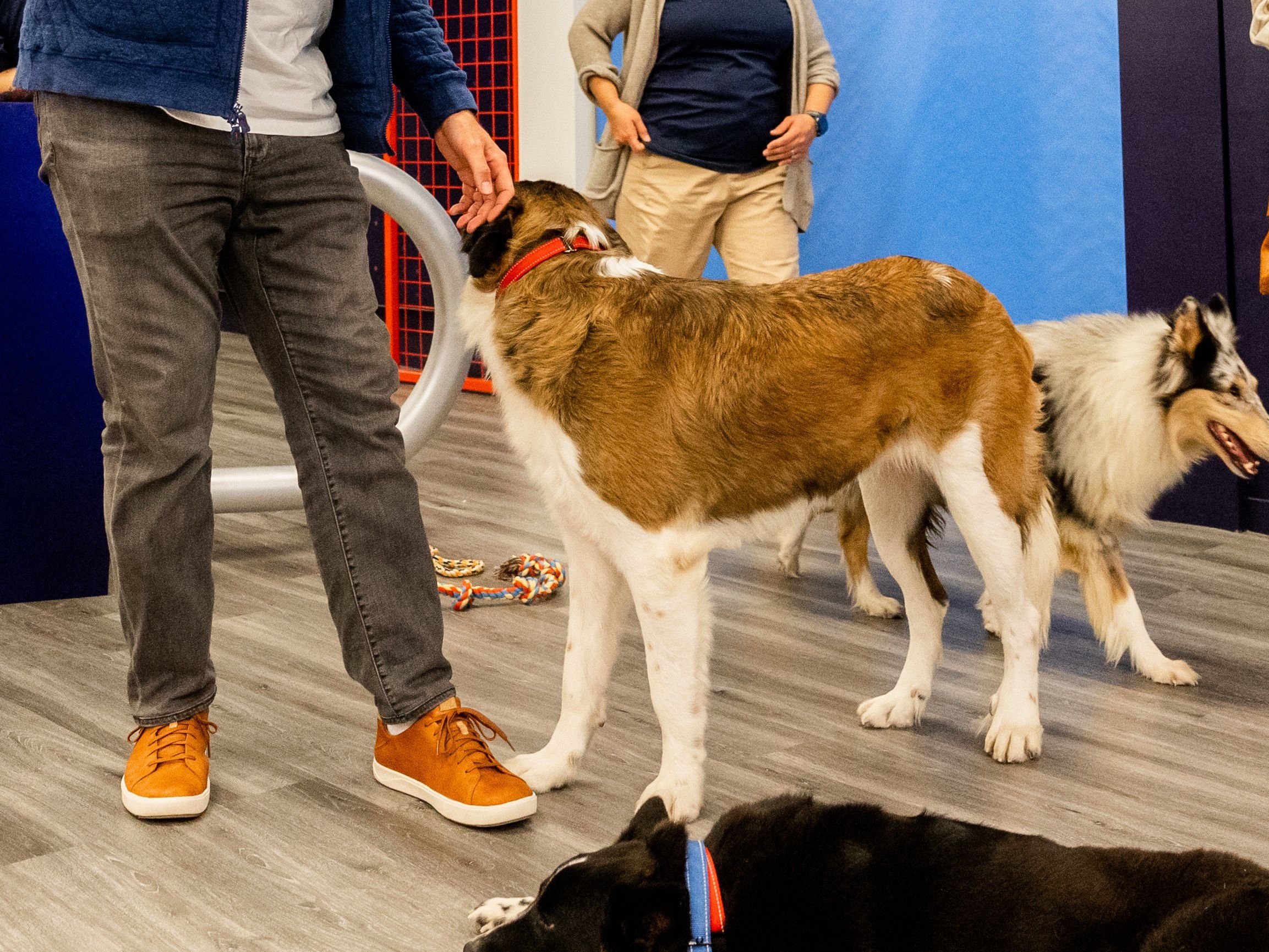 Dogs mingle with guests on the pop-up floor, one leaning into a scratch behind the ears.
